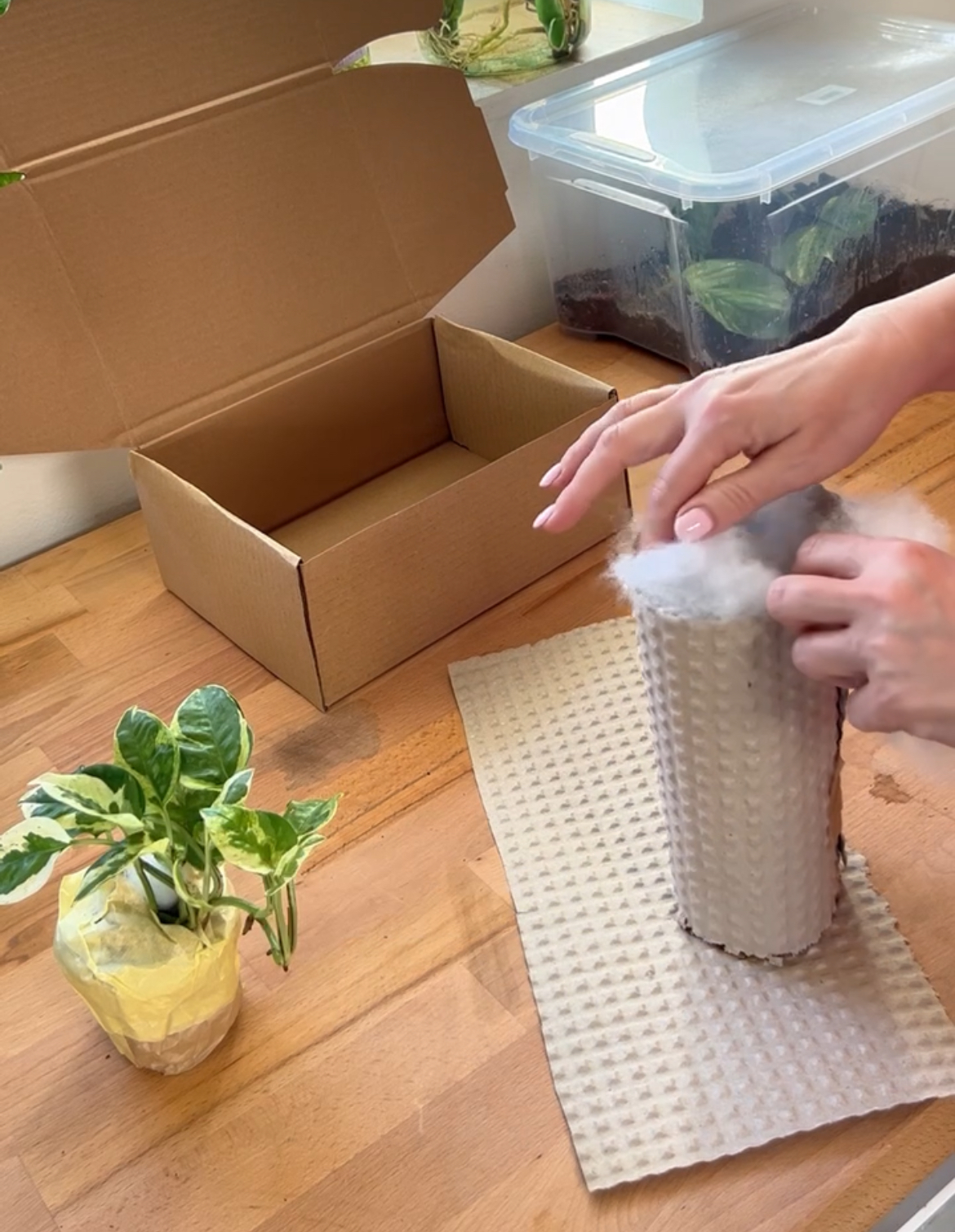 Jak se starat o pokojovou rostlinu po doručení